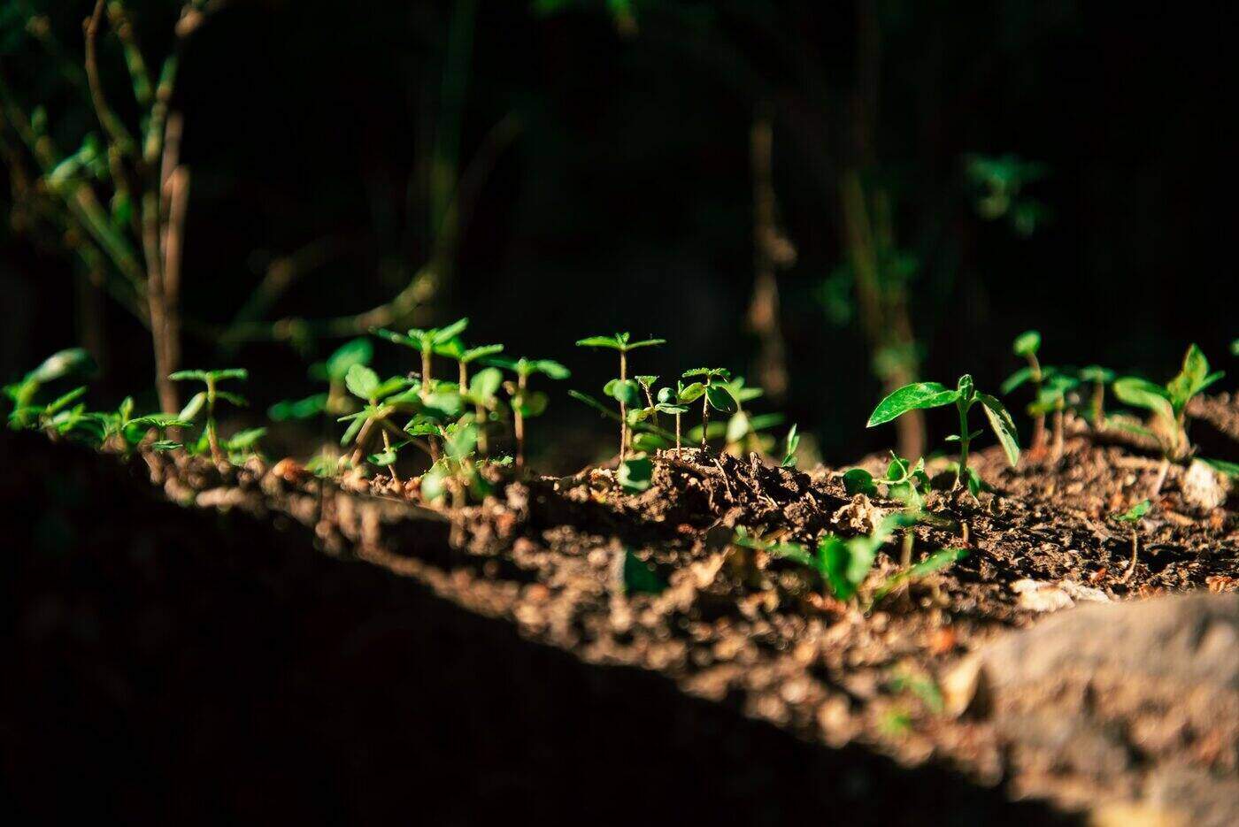 6 Benefits of Using Outdoor Grow Lights in Your Garden